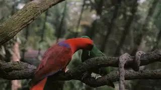Eclectus parrots kissing