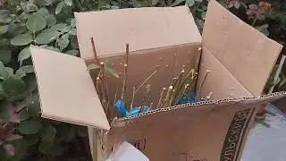 Распаковка посылки с флоксами.