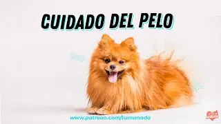 COMO EVITAR EL MAL OLOR DEL PELO EN CASA 🐶✨