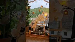 Когда за окном непогода, а у тебя на окне -Свой сказочный мир🩷#влог #nature #garden #plants #цветы #