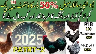 New Year 2025 Black Australorp RiR ayam cemani Silver Wynedotte