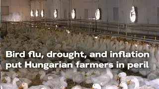 Hungary: 