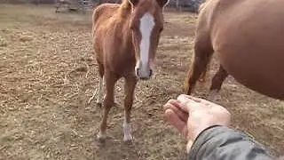 кони