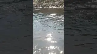 Marley und die Düssel