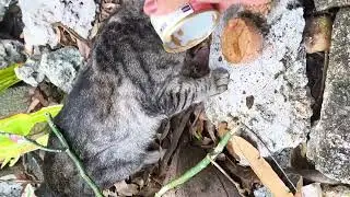 Percy seems to be always starving 😭