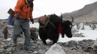 Yaks near Everest Base Camp [Everest Education Expedition 2012]