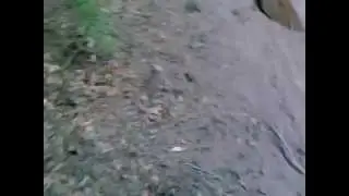 Animal Logging, Дотур со Анимали, Ѕевгар