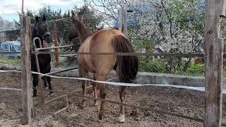 tari & blue