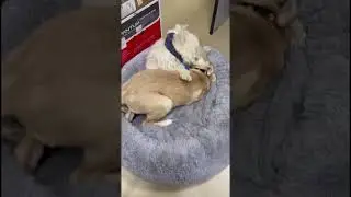 А у нас пополнение! 😜