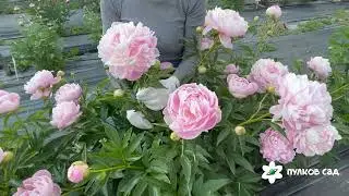 Mrs Franklin D Roosevelt peony. Мисс Франклин Д. Рузвельт пион. Пулков сад