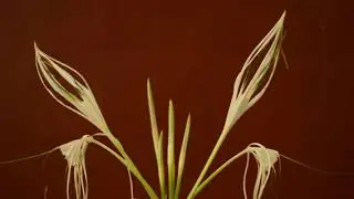 Flower Time Lapse
