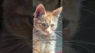 ЗАЧЕМ КОТАМ УСЫ?