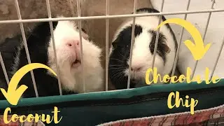 Meet Coconut and Chocolate Chip | guinea pig videos