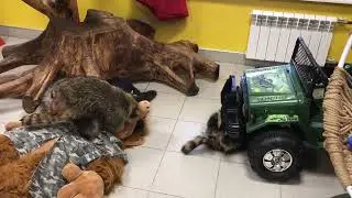 Енотовые будни