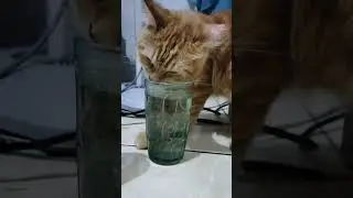 kenzi ikutan minum di gelas