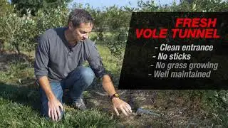 Vole Control Series - Vole Identification
