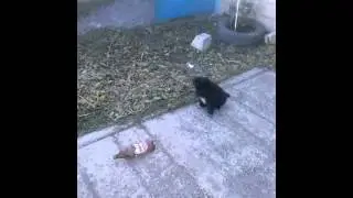 Бася