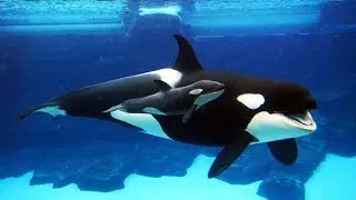 Killer whale floating upside down