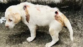 Succes Transformation Story, Puppies Rescued With Maggots & Wound
