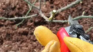 ЧЕРНЫЕ РОЗЫ ПОСЛЕ ЗИМЫ. БУДЕМ СПАСАТЬ?