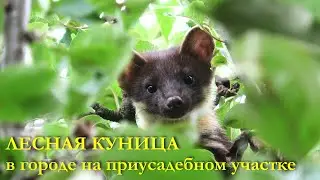 ЛЕСНАЯ КУНИЦА ПРИШЛА В САД