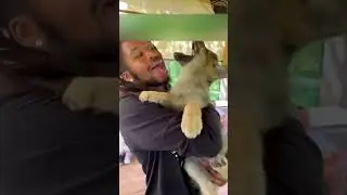 A wolf came into a man's yard to ask for help, and he saved him.