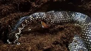 Королевская змея (Lampropeltis getula splendida) в процессе кладки яиц