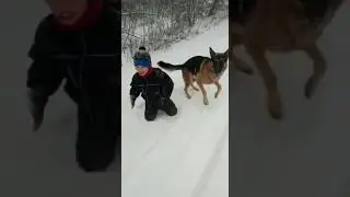 Собаки и первый снег