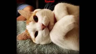 Так выгнуться может  только Момо