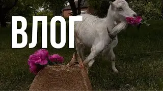 ТОТ САМЫЙ АВГУСТОВСКИЙ ВЛОГ l БАССЕЙН l СВАДЬБА l ЧТО ЧИТАЮ
