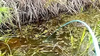The thicket swamp is full of predatory fish, sir‼️