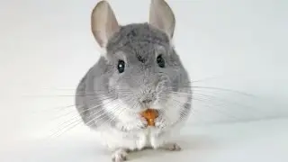 Chinchilla Loves His Nut!
