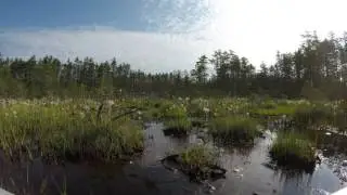 My Favorite Fen on the 4th