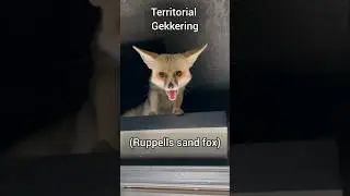 Fox sounds and what they mean