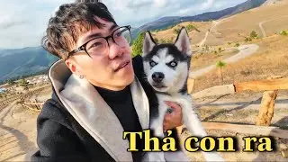 Dương KC | Lần Đầu Husky Ngáo Được Đi Du Lịch | Đặt Tên Mới Cho Thú Cưng | Husky Wolf Dog
