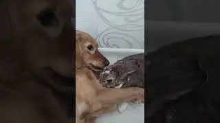 Собака целует кролика #собака #shortsvideo #домашниеживотные #funny #pets #декоративныйкролик
