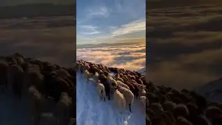 #equestrian #asmr #shorts #viral #рек #2024