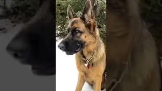 GermanShepherdbaby vs Mature🥺which one is cute? 😍#shorts #short #youtubeshorts #germanshephard