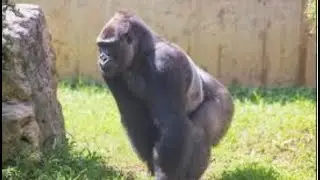 *REAL* Flying gorilla! (Original)