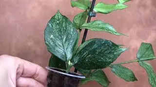 Хойя полинейра брогет и альбомаргината. Hoya polyneura albomarginata and broget