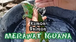 MERAWAT IGUANA DENGAN BAIK