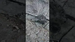Птенец выпал из гнезда.