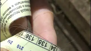 БЫЧКИ ПОДРОСЛИ. ПРИВЕС за месяц.