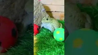 Amazing bullfrog, funny frog frog sounds video compilation
