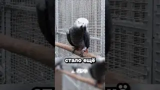 Мое тотемное животное