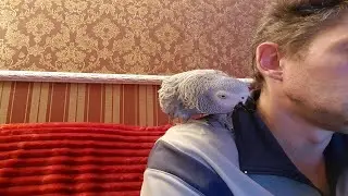 Попугай матерится на собаку Говорящий попугай Рико Жако