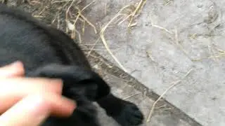 Костёр и Дружок:3