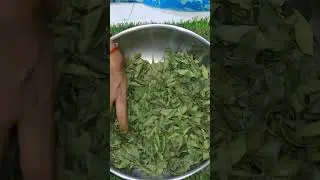 curry leaves powder recipe | instant curry leaves Powder recipe
