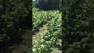 Малина полька, летний покос междурядий