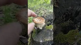 Весна. Пістрячок трутовик лускатий на пеньочку